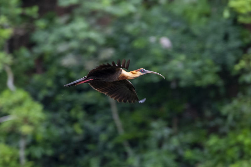 Bonito - Photo by Hudson Garcia (7)